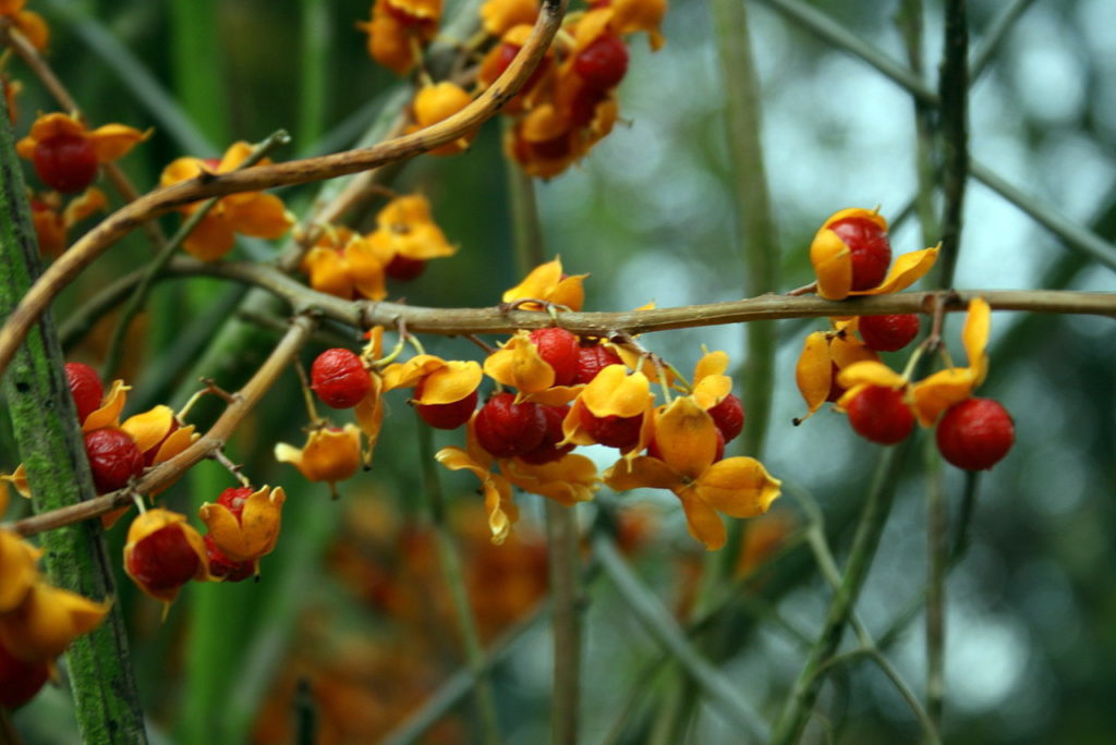 Invasive Weeds In New England