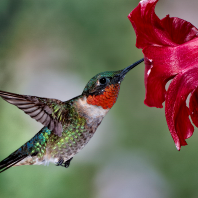 Ruby-throated Hummingbird | NEW ENGLAND GARDEN CLUBS